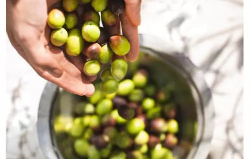 Her Gün Bir Avuç Zeytin Yiyin, Tüketmeyen Pişman!